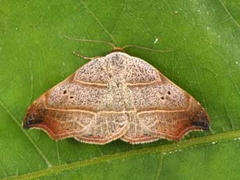 Laspeyria flexula D. & S. adulte - Philippe Mothiron