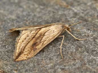 Evergestis forficalis L. adulte - ©Lionel Taurand