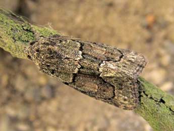 Cryphia fraudatricula Hb. adulte - Friedmar Graf