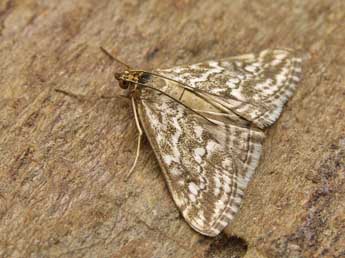 Evergestis frumentalis L. adulte - ©Lionel Taurand