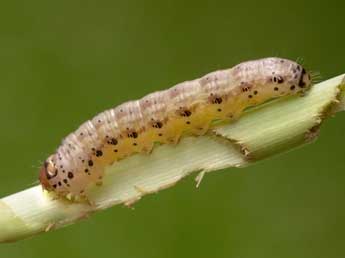  Chenille de Amphipoea fucosa Frr - ©Kimmo Silvonen