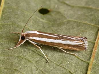 Catoptria fulgidella Hb. adulte - Philippe Mothiron