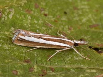 Catoptria fulgidella Hb. adulte - Philippe Mothiron