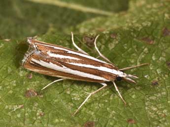 Catoptria fulgidella Hb. adulte - Philippe Mothiron