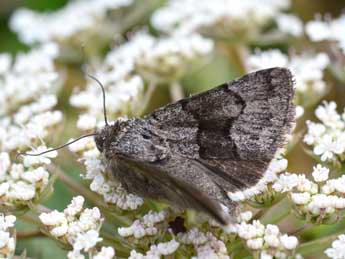 Sympistis funebris Hb. adulte - Stphane Grenier