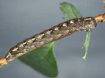  Chenille de Sympistis funebris Hb. - Kimmo Silvonen