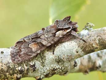 Lithophane furcifera Hfn. adulte - ©Lionel Taurand