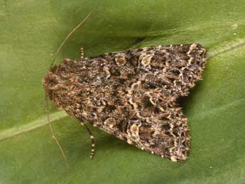 Apamea furva D. & S. adulte - Philippe Mothiron