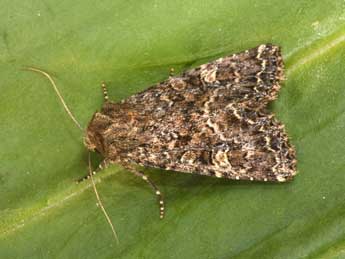 Apamea furva D. & S. adulte - Philippe Mothiron