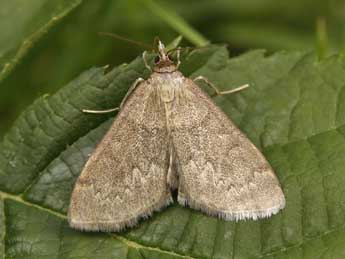 Anania fuscalis D. & S. adulte - Lionel Taurand