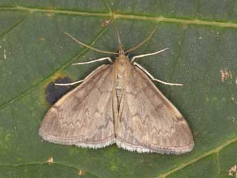 Anania fuscalis D. & S. adulte - Philippe Mothiron