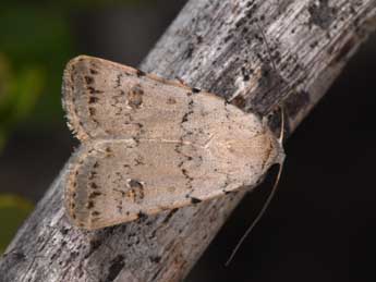 Caradrina fuscicornis Rbr adulte - ©Philippe Mothiron