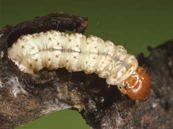  Chenille de Korscheltellus fusconebulosus De Geer - Kimmo Silvonen