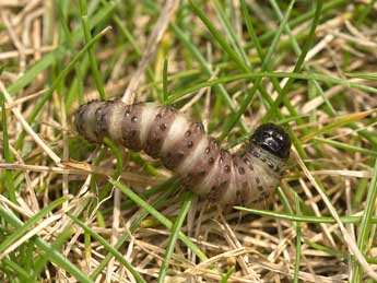  Chenille de Crypsedra gemmea Tr. - Jeroen Voogd