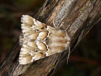 Acronicta geographica F. adulte - ©Wolfgang Wagner, www.pyrgus.de