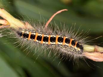  Chenille de Acronicta geographica F. - ©Wolfgang Wagner, www.pyrgus.de