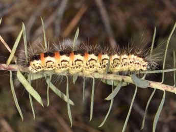  Chenille de Acronicta geographica F. - Wolfgang Wagner, www.pyrgus.de