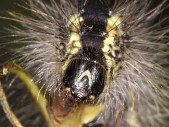  Chenille de Acronicta geographica F. - Wolfgang Wagner, www.pyrgus.de