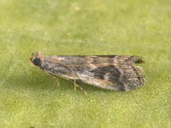 Acrobasis getuliella Zerny adulte - ©Philippe Mothiron