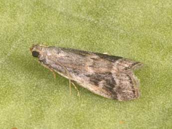 Acrobasis getuliella Zerny adulte - ©Philippe Mothiron