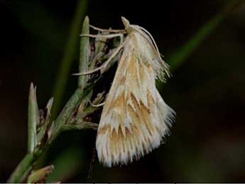 Muhabbet Kemal, On the Pyralidae of South East Turkey