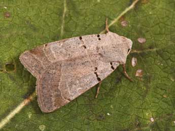 Eugnorisma glareosa Esp. adulte - Philippe Mothiron