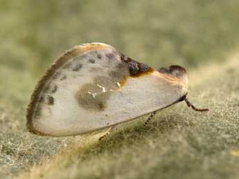 Cilix glaucata Scop. adulte - ©Philippe Mothiron