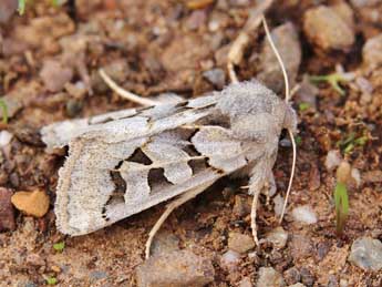 Episema glaucina Esp. adulte - ©Lionel Taurand