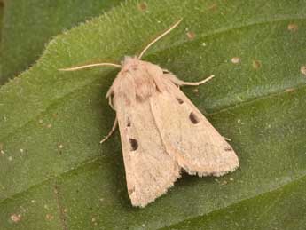 Episema glaucina Esp. adulte - ©Philippe Mothiron