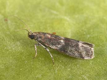 Cryptoblabes gnidiella Mill. adulte - Philippe Mothiron