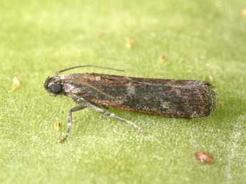 Cryptoblabes gnidiella Mill. adulte - Philippe Mothiron