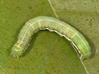  Chenille de Orthosia gothica L. - Philippe Mothiron