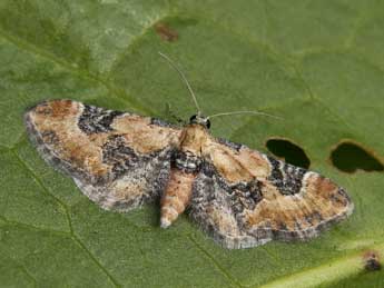 Eupithecia gueneata Mab. adulte - ©Lionel Taurand