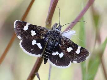 Eurrhypis guttulalis H.-S. adulte - Marc Thibault