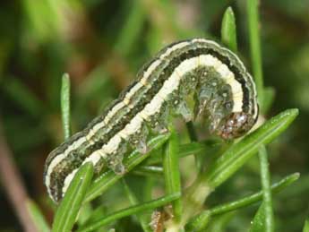  Chenille de Anchoscelis haematidea Dup. - ©Philippe Mothiron