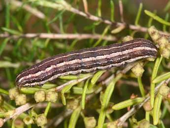  Chenille de Anchoscelis haematidea Dup. - Philippe Mothiron