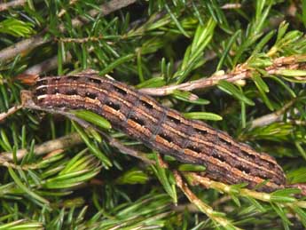  Chenille de Anchoscelis haematidea Dup. - ©Philippe Mothiron