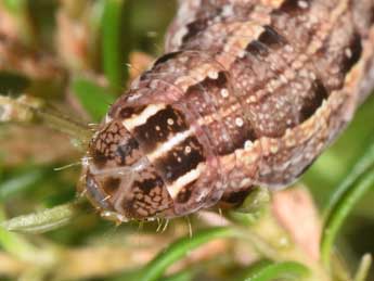  Chenille de Anchoscelis haematidea Dup. - Philippe Mothiron