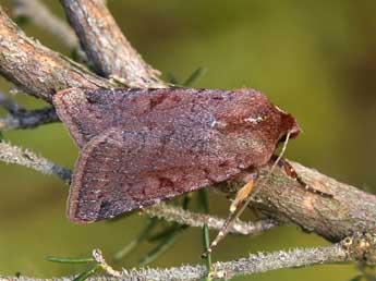 Anchoscelis haematidea Dup. adulte - Lionel Taurand