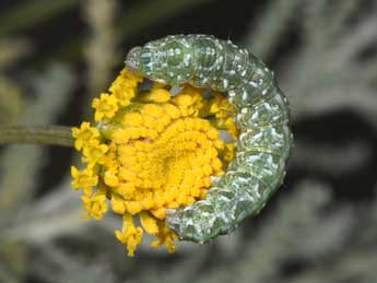  Chenille de Cucullia hartigi Ronkay & Ronkay - ©Philippe Mothiron