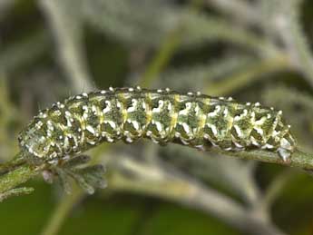  Chenille de Cucullia hartigi Ronkay & Ronkay - ©Philippe Mothiron