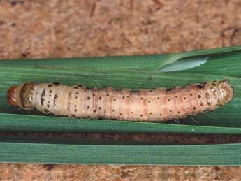  Chenille de Celaena haworthii Curt. - ©Kimmo Silvonen