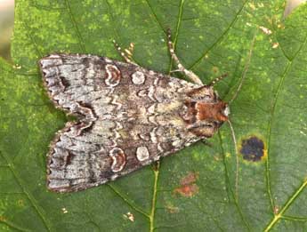 Polia hepatica Cl. adulte - Philippe Mothiron