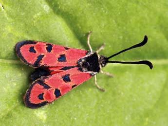 Zygaena hilaris O. adulte - Daniel Morel