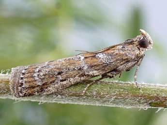 Uncinus hispanellus Stgr adulte - Friedmar Graf