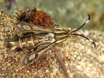 Pyropteron hispanicum Kallies adulte - ©Ruben Meert