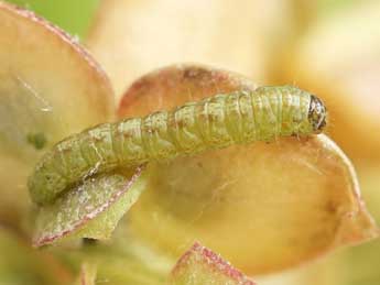  Chenille de Gymnancyla hornigii Led. - ©Friedmar Graf