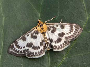 Anania hortulata L. adulte - Lionel Taurand