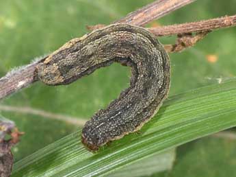  Chenille de Proxenus hospes Frr - ©Philippe Mothiron