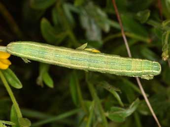  Chenille de Anchoscelis humilis D. & S. - Wolfgang Wagner, www.pyrgus.de